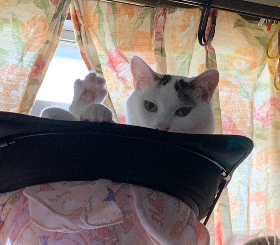 がるちゃん猫カフェ92号店開店しました♫(初めての方も大歓迎♫）