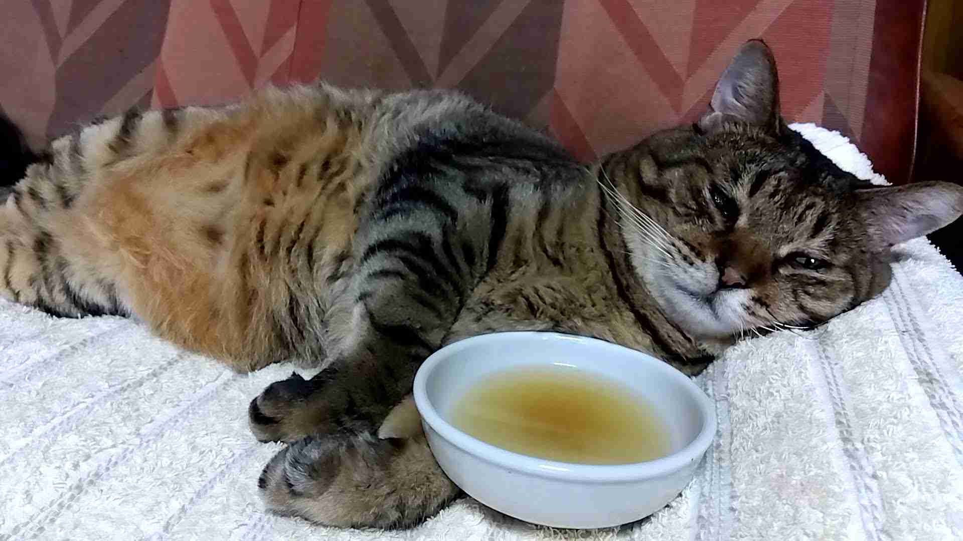 がるちゃん猫カフェ92号店開店しました♫(初めての方も大歓迎♫）