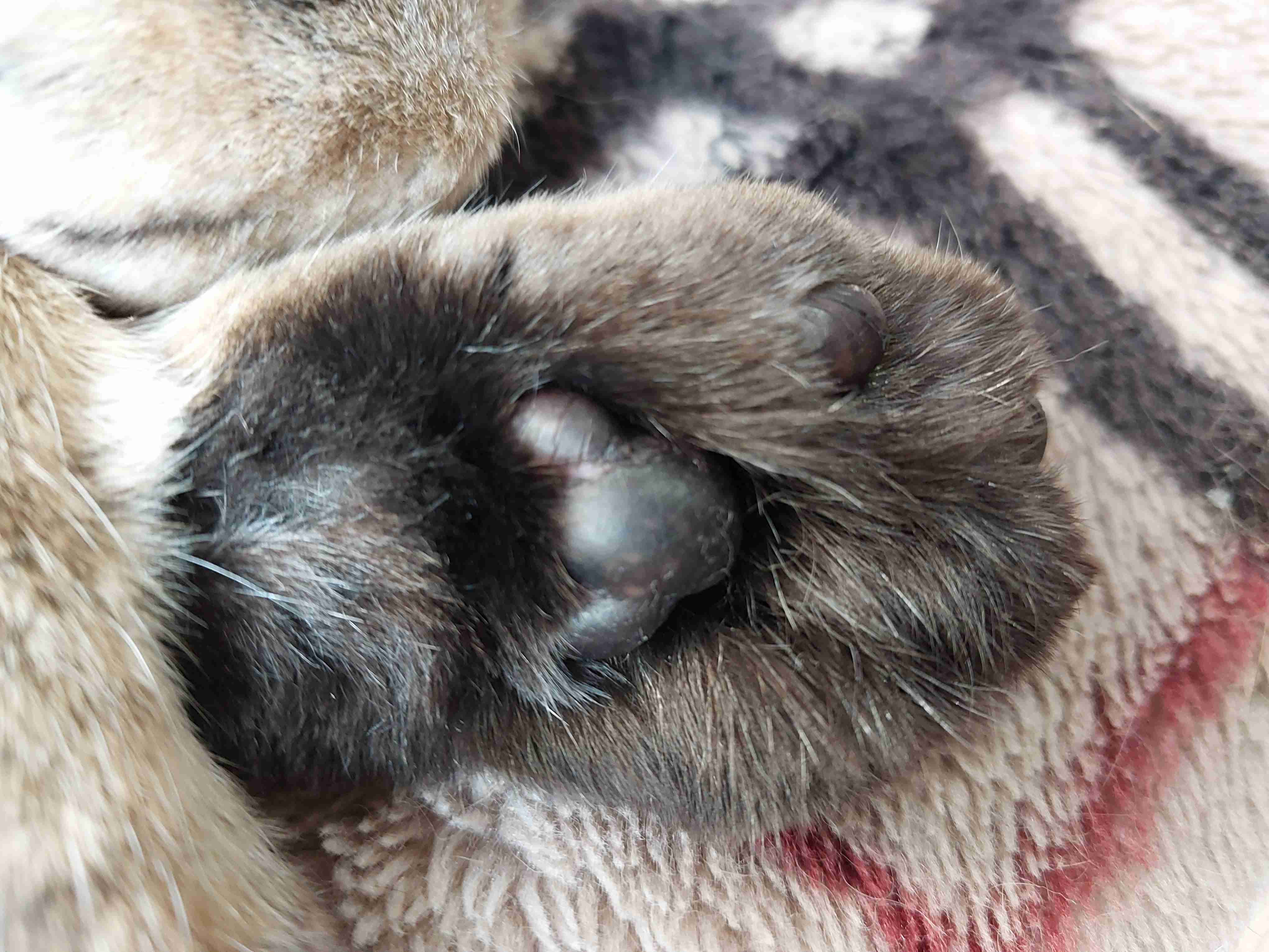 がるちゃん猫カフェ92号店開店しました♫(初めての方も大歓迎♫）