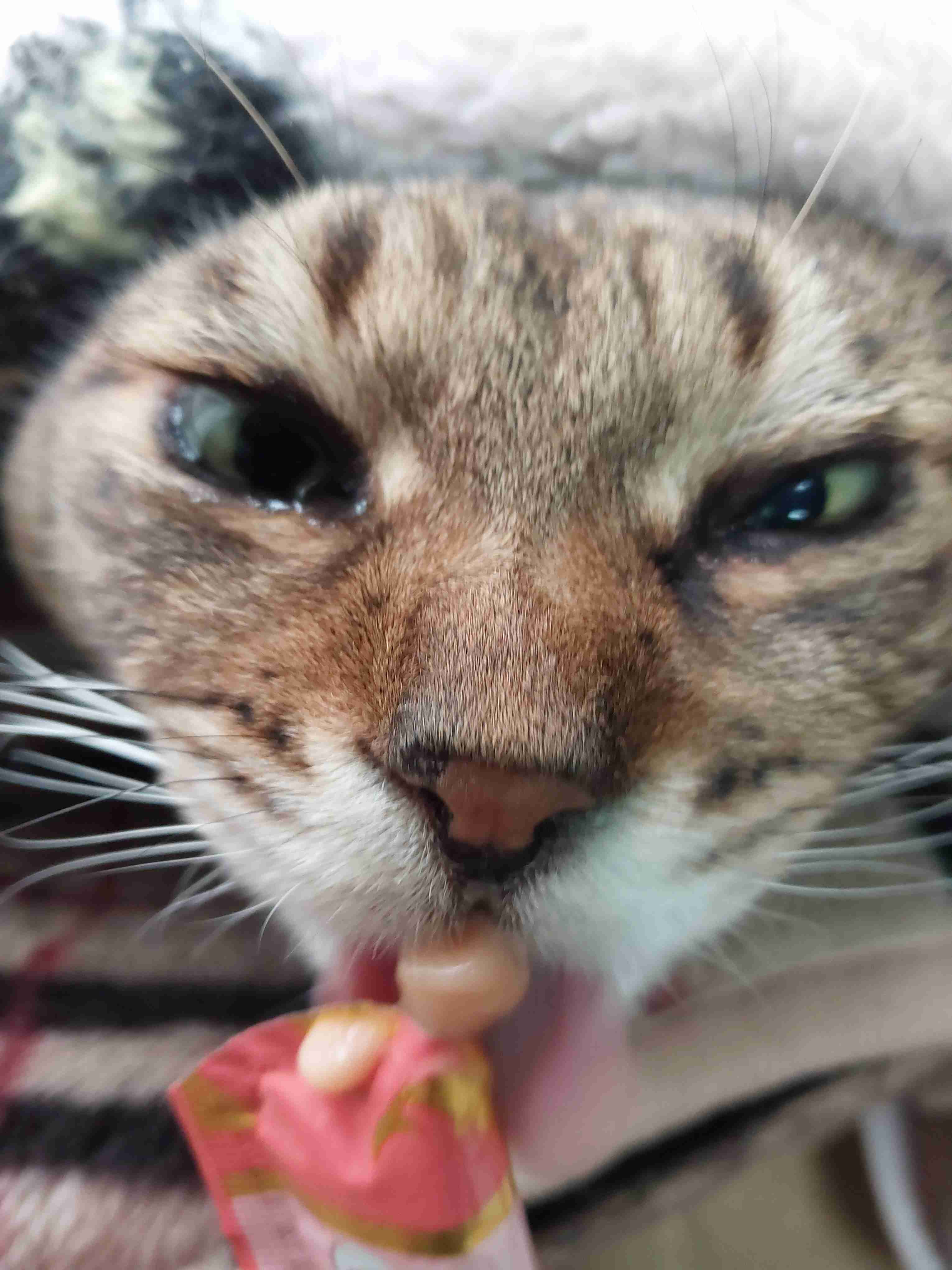 がるちゃん猫カフェ92号店開店しました♫(初めての方も大歓迎♫）