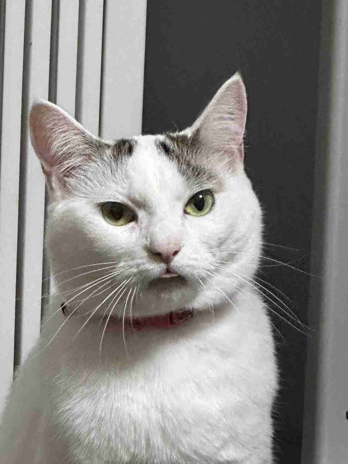 がるちゃん猫カフェ92号店開店しました♫(初めての方も大歓迎♫）