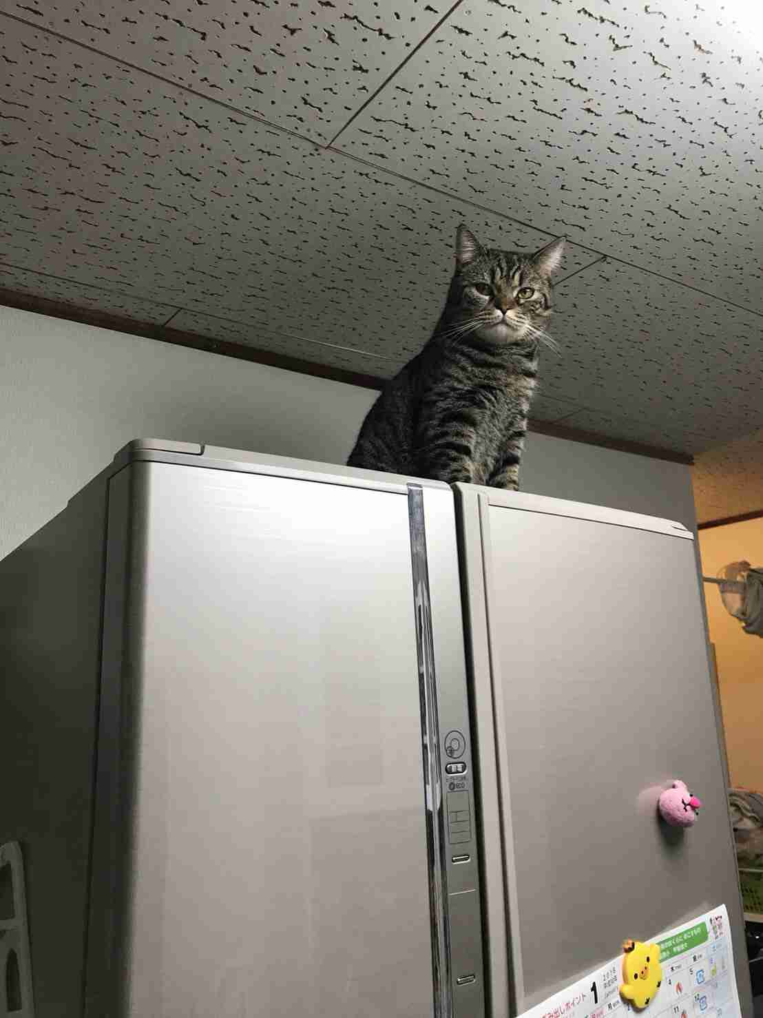 がるちゃん猫カフェ92号店開店しました♫(初めての方も大歓迎♫）