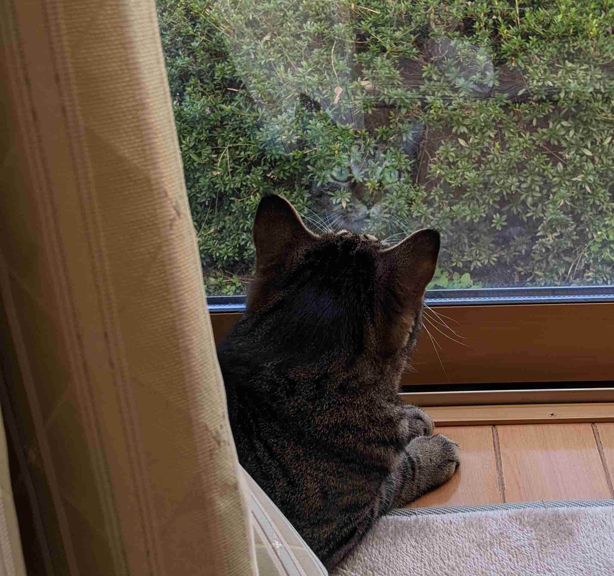 がるちゃん猫カフェ92号店開店しました♫(初めての方も大歓迎♫）