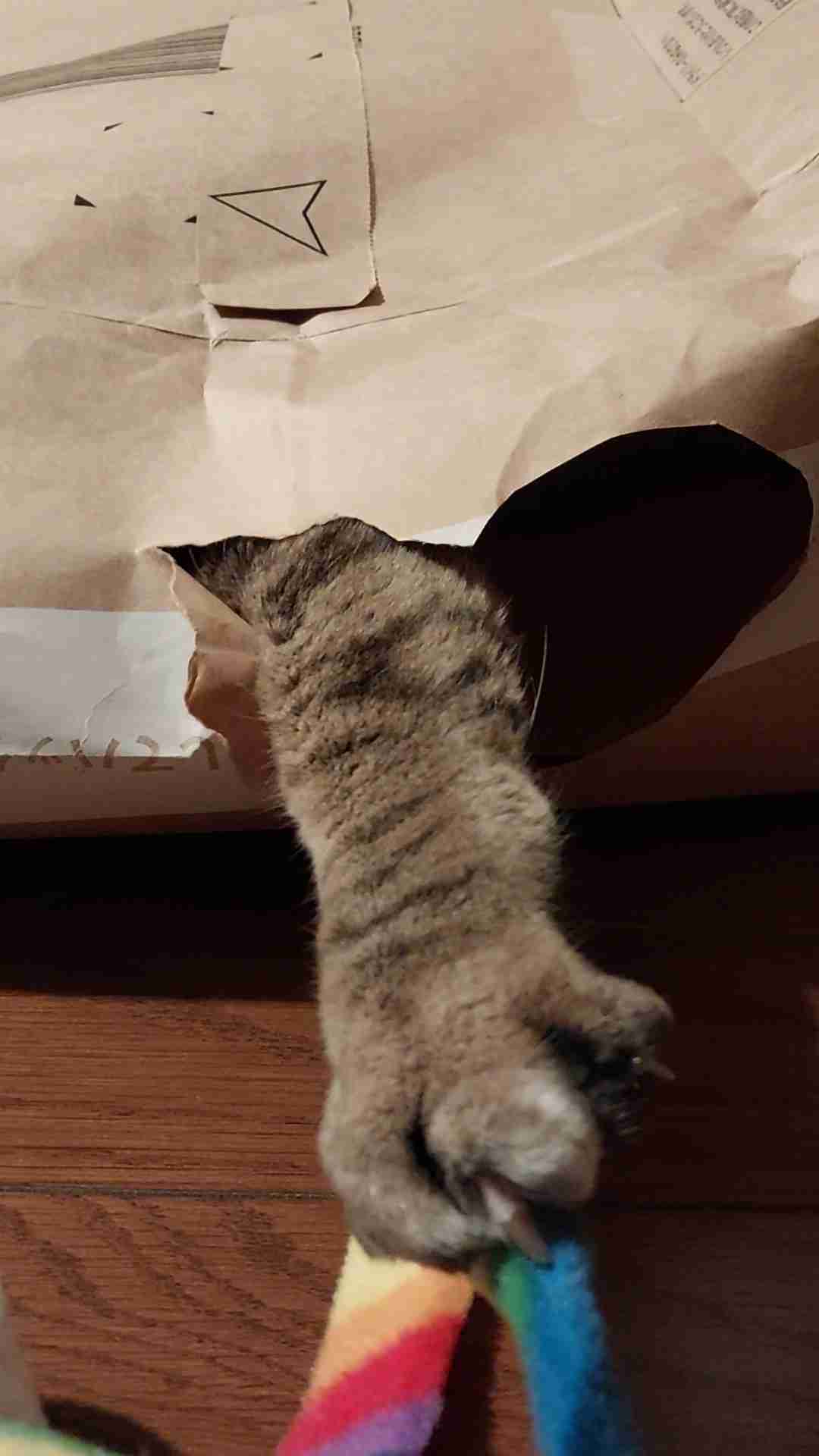 がるちゃん猫カフェ92号店開店しました♫(初めての方も大歓迎♫）