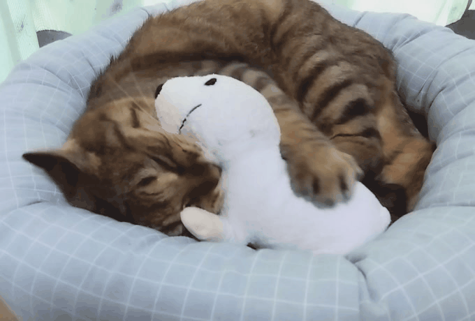 がるちゃん猫カフェ92号店開店しました♫(初めての方も大歓迎♫）