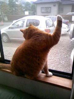 がるちゃん猫カフェ92号店開店しました♫(初めての方も大歓迎♫）