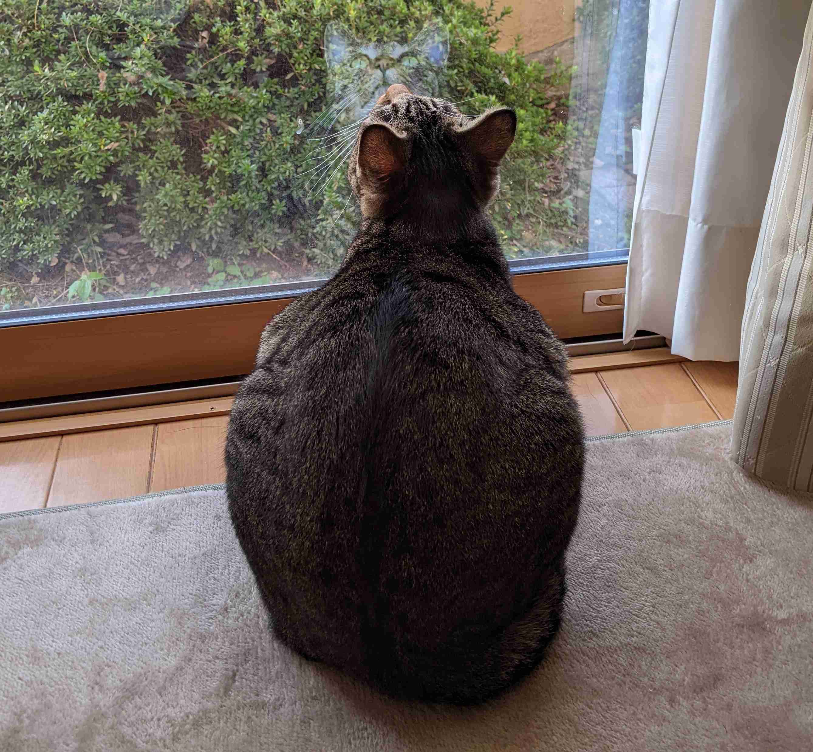 がるちゃん猫カフェ92号店開店しました♫(初めての方も大歓迎♫）