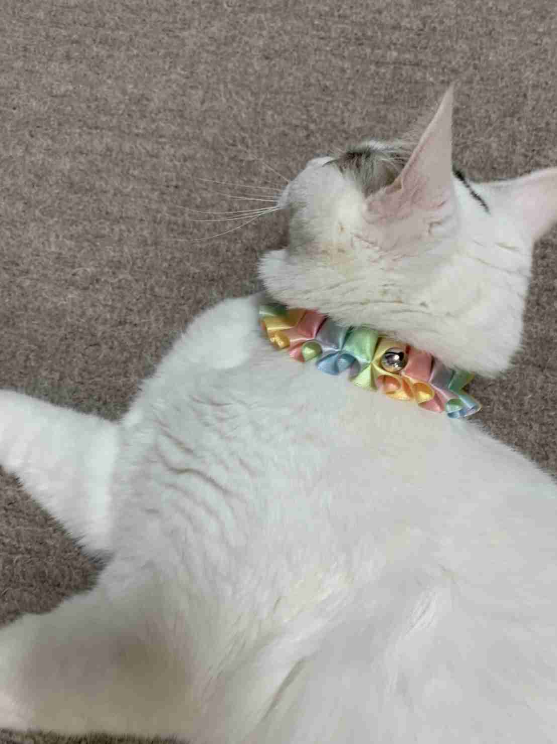 がるちゃん猫カフェ92号店開店しました♫(初めての方も大歓迎♫）