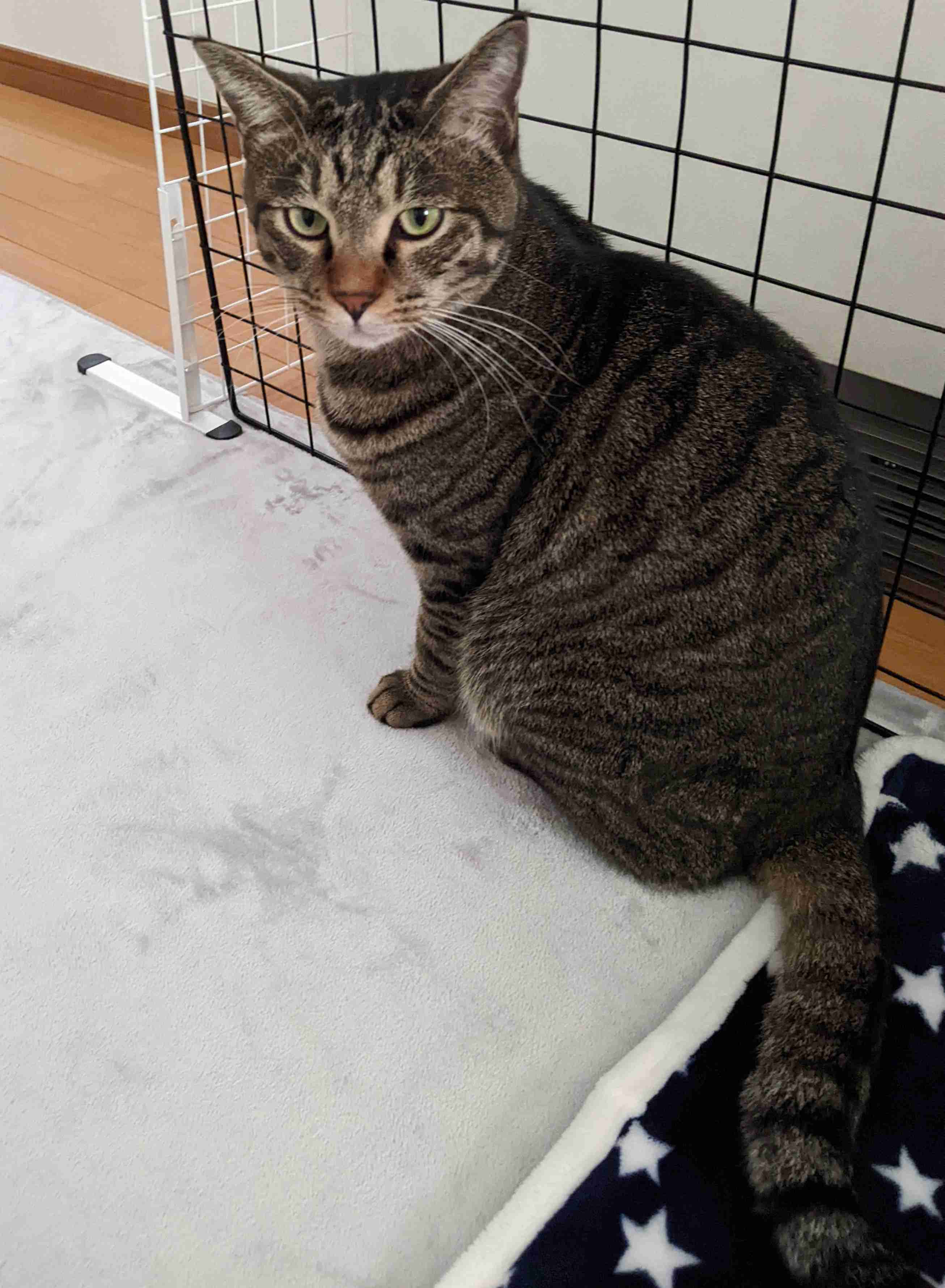 がるちゃん猫カフェ92号店開店しました♫(初めての方も大歓迎♫）