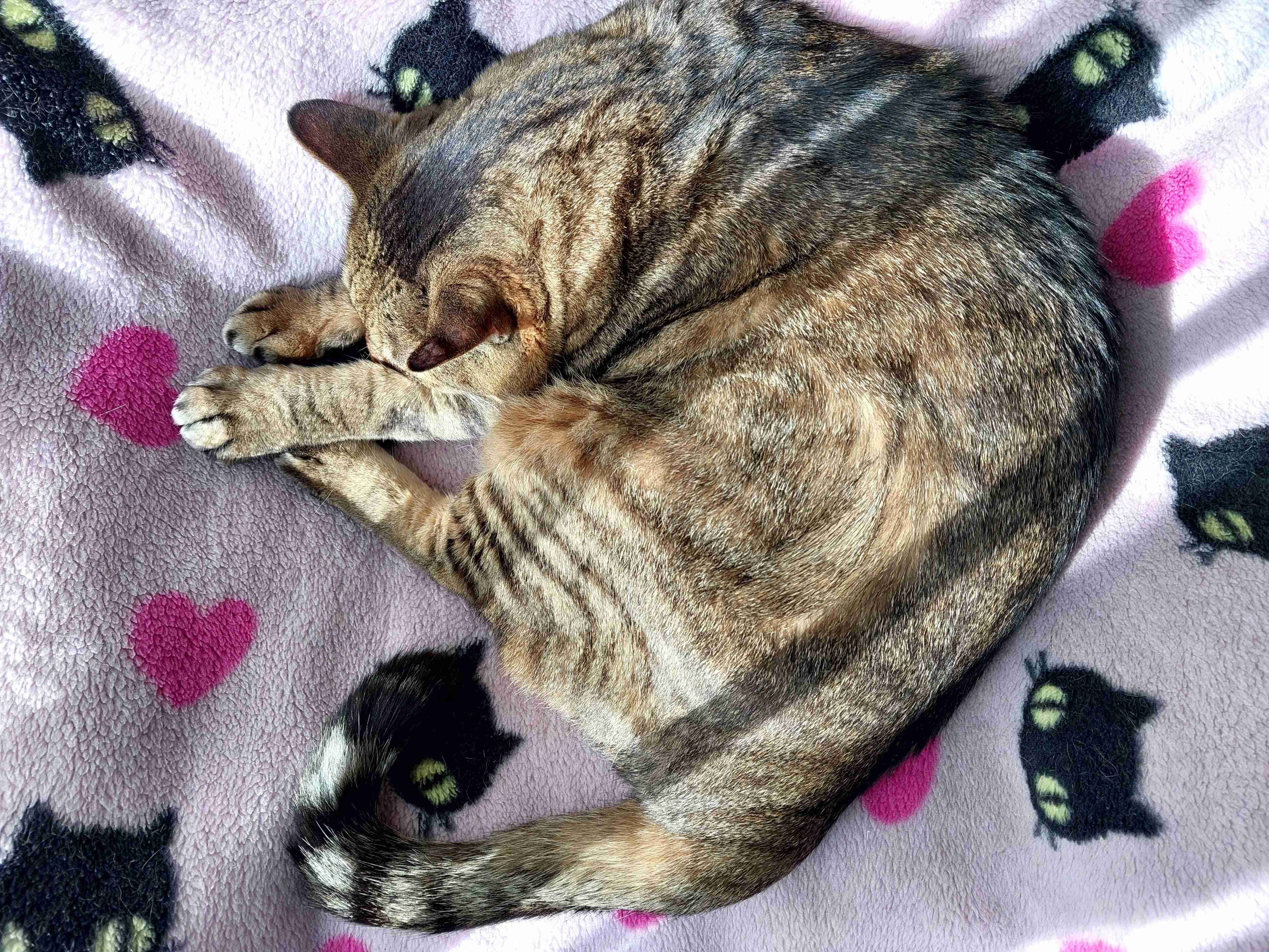 がるちゃん猫カフェ92号店開店しました♫(初めての方も大歓迎♫）