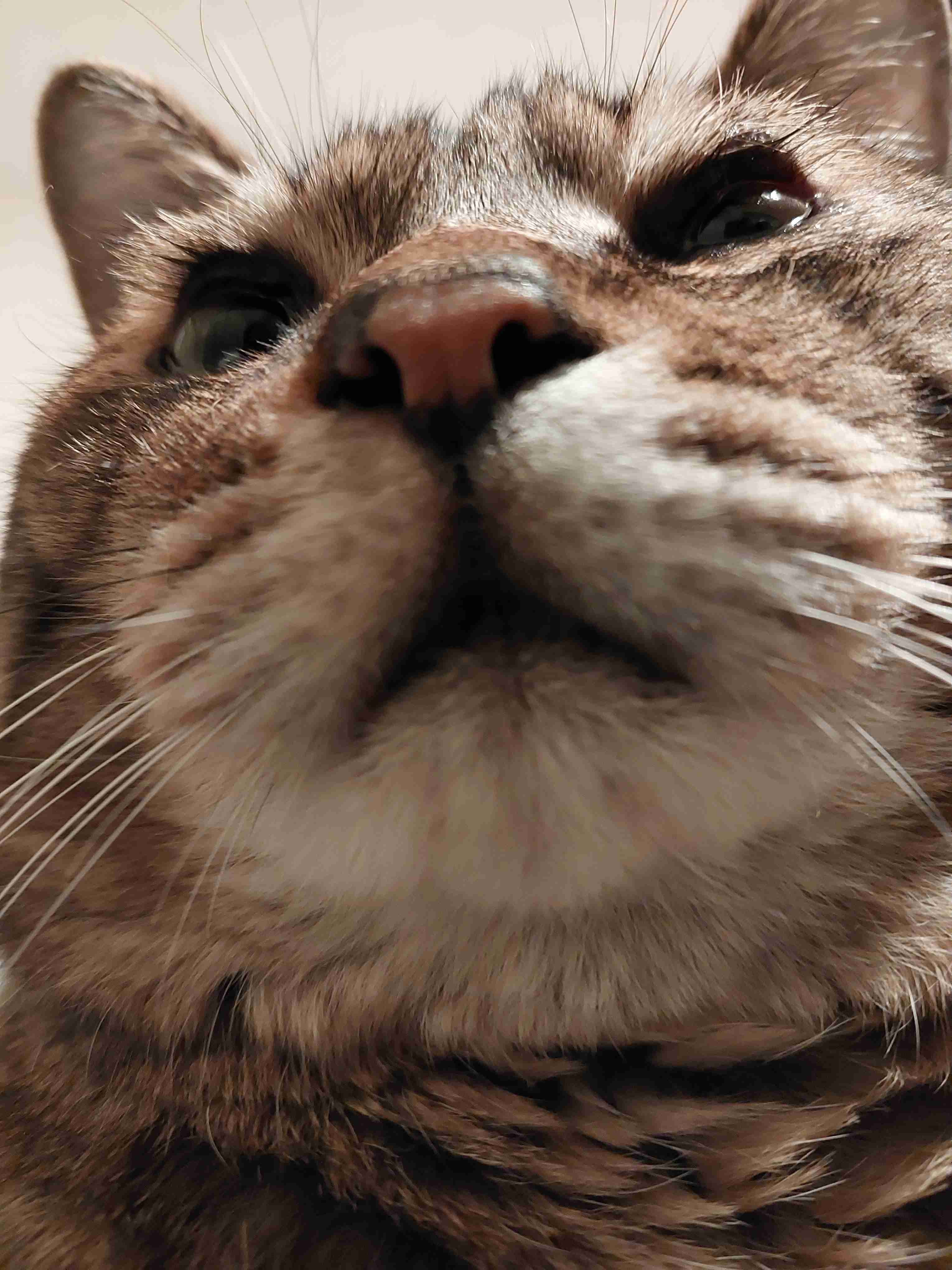 がるちゃん猫カフェ92号店開店しました♫(初めての方も大歓迎♫）