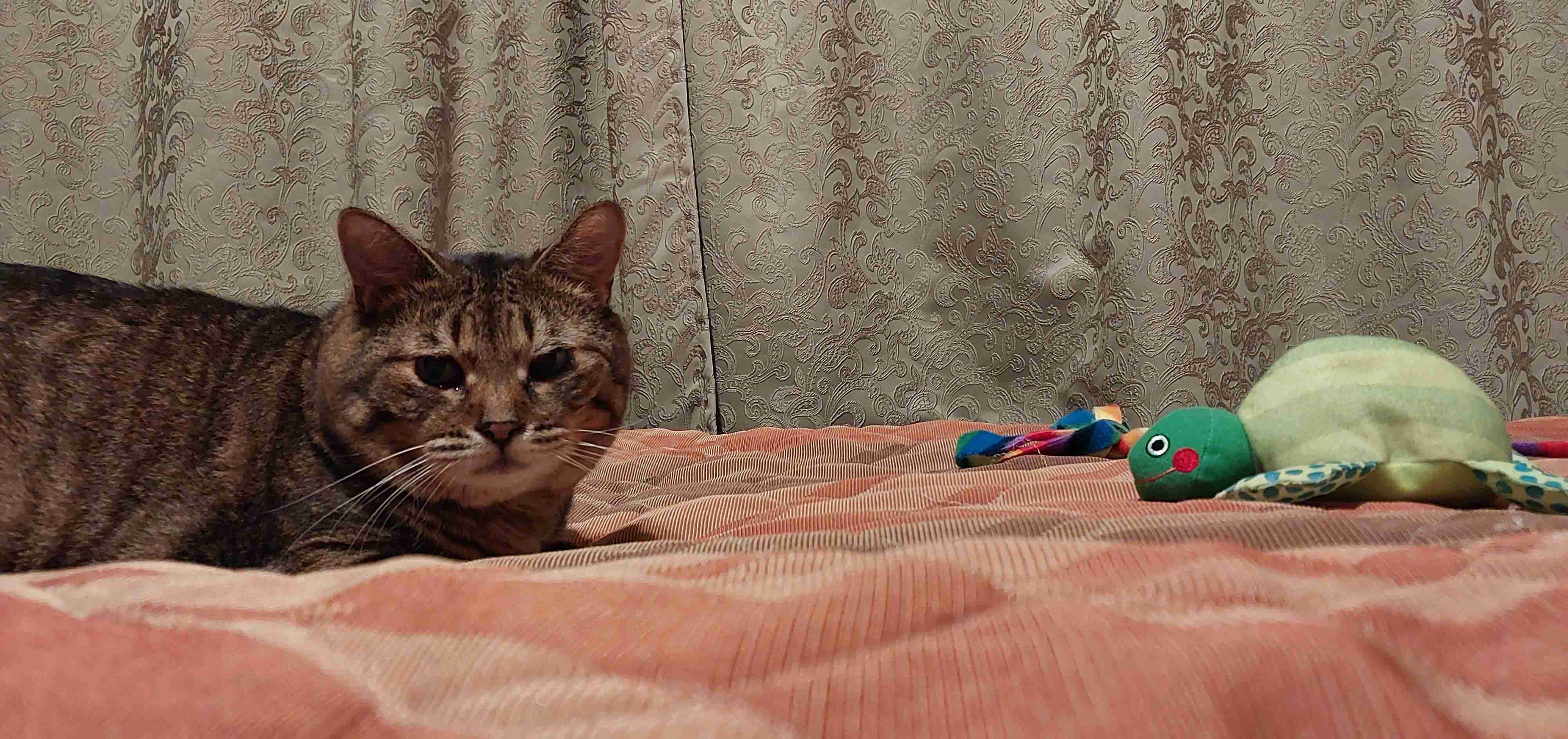 がるちゃん猫カフェ92号店開店しました♫(初めての方も大歓迎♫）