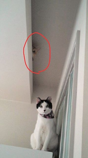 がるちゃん猫カフェ92号店開店しました♫(初めての方も大歓迎♫）