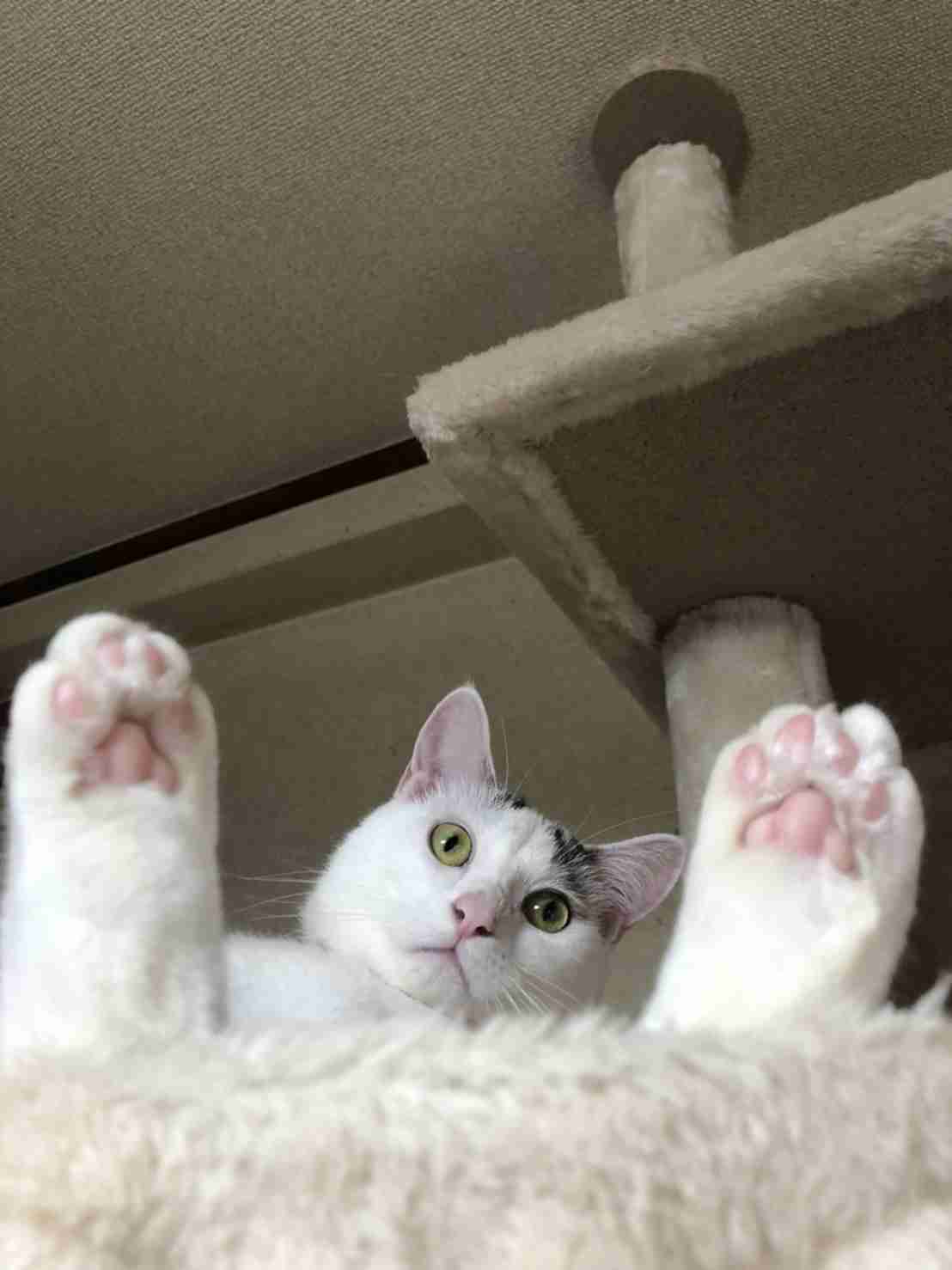 がるちゃん猫カフェ92号店開店しました♫(初めての方も大歓迎♫）