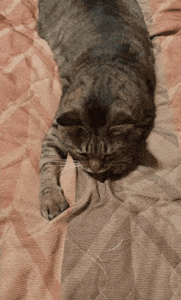 がるちゃん猫カフェ92号店開店しました♫(初めての方も大歓迎♫）