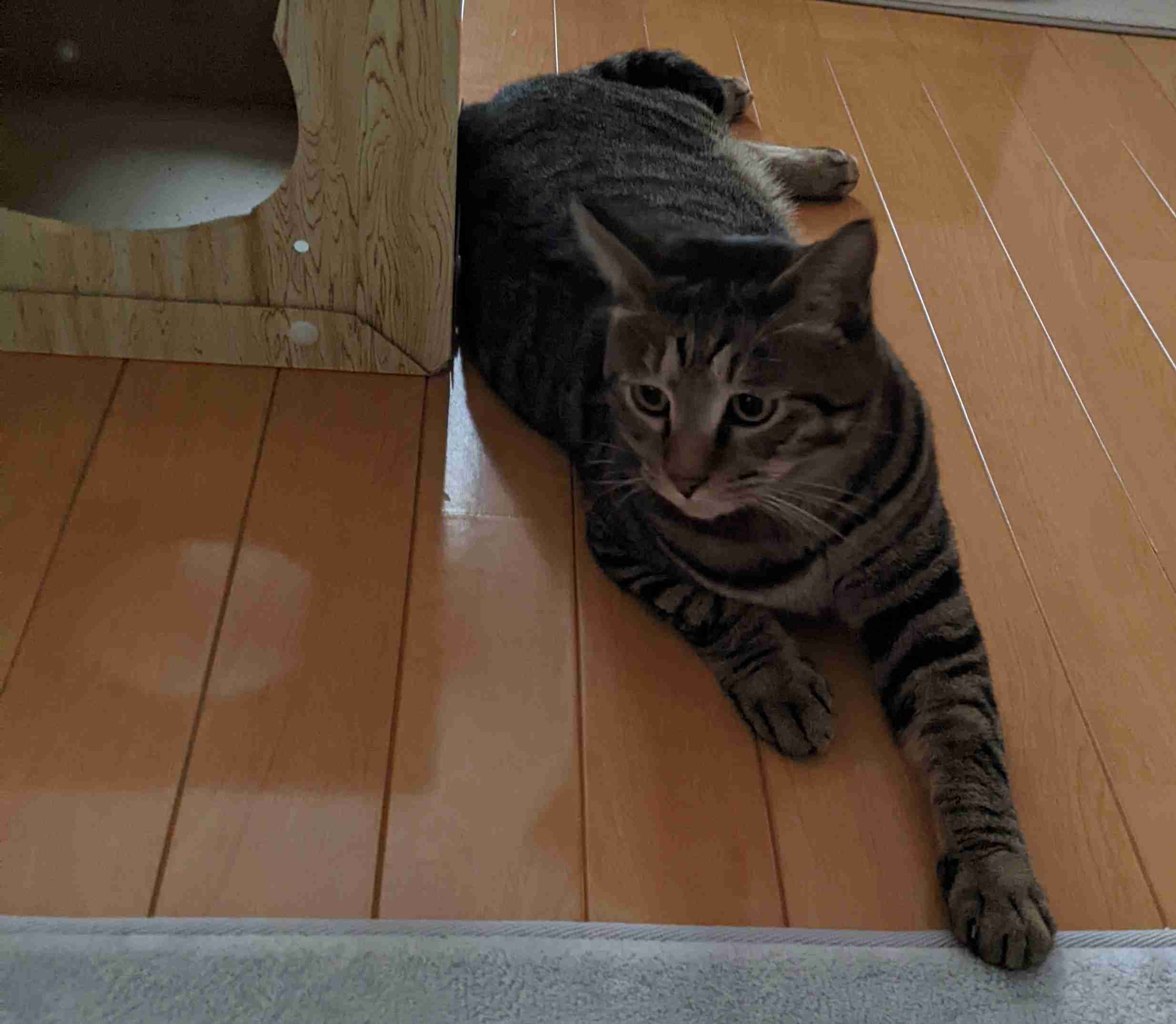 がるちゃん猫カフェ92号店開店しました♫(初めての方も大歓迎♫）