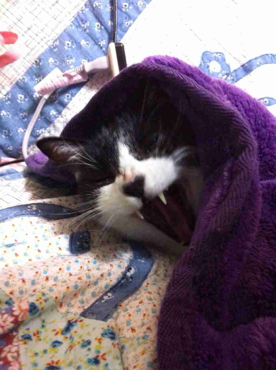 がるちゃん猫カフェ92号店開店しました♫(初めての方も大歓迎♫）