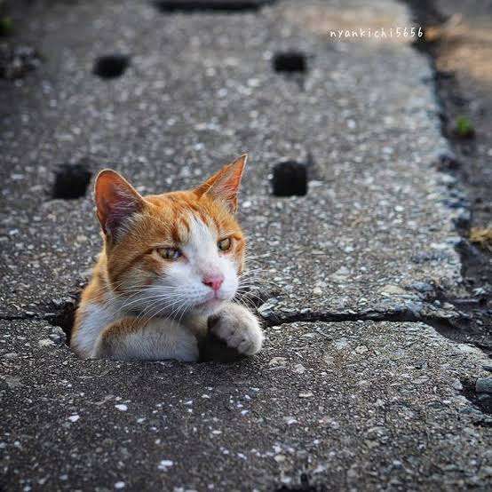 がるちゃん猫カフェ92号店開店しました♫(初めての方も大歓迎♫）