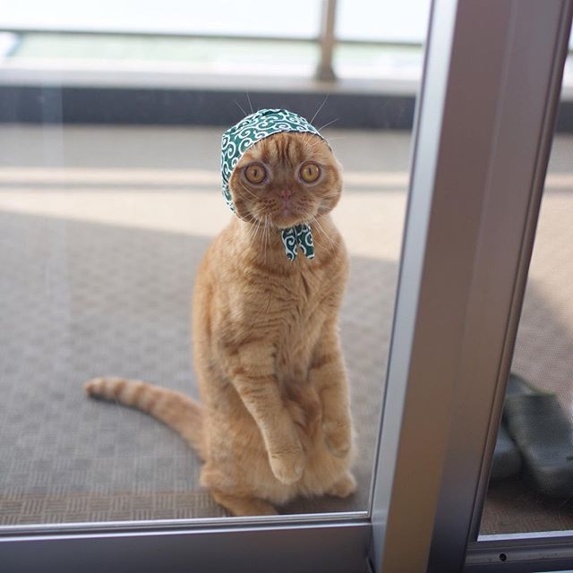 がるちゃん猫カフェ92号店開店しました♫(初めての方も大歓迎♫）