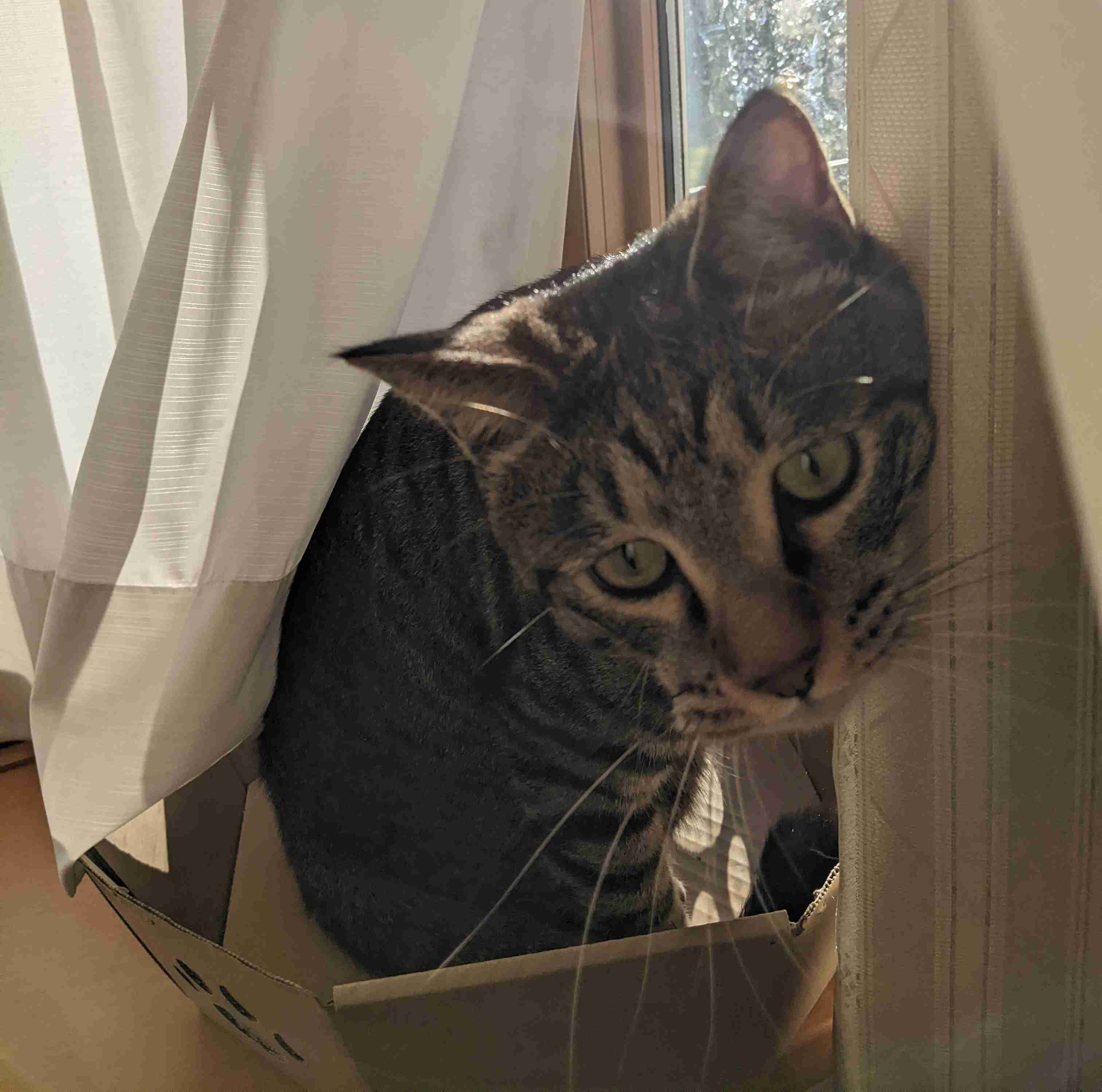 がるちゃん猫カフェ92号店開店しました♫(初めての方も大歓迎♫）