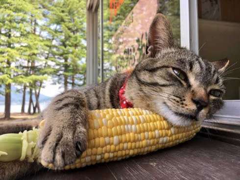 がるちゃん猫カフェ92号店開店しました♫(初めての方も大歓迎♫）