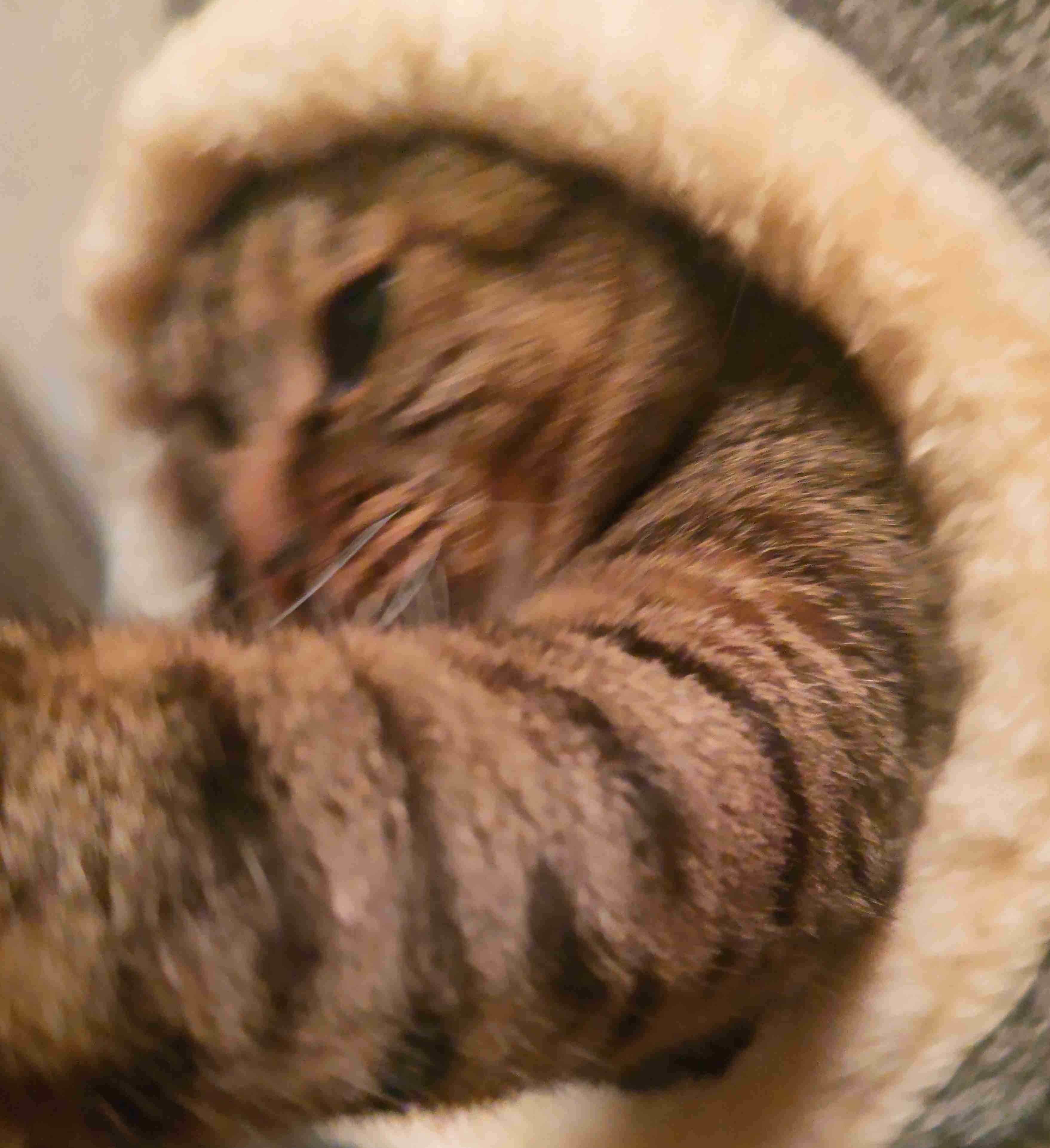 がるちゃん猫カフェ92号店開店しました♫(初めての方も大歓迎♫）