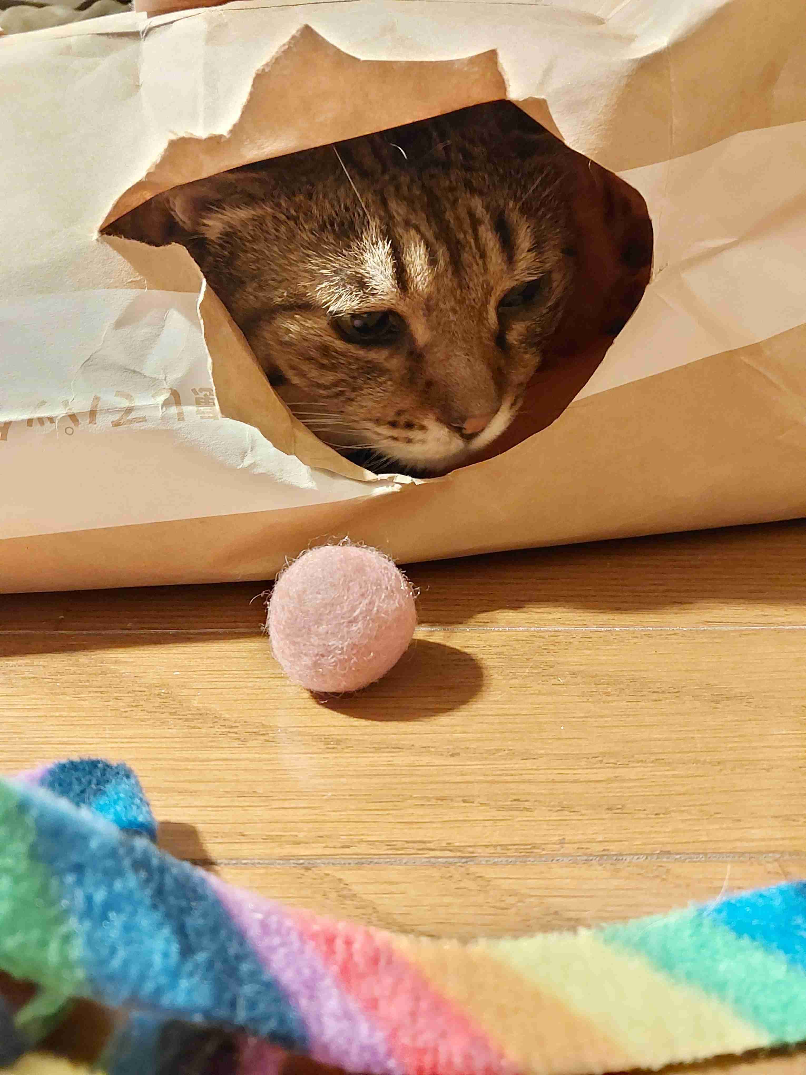 がるちゃん猫カフェ92号店開店しました♫(初めての方も大歓迎♫）