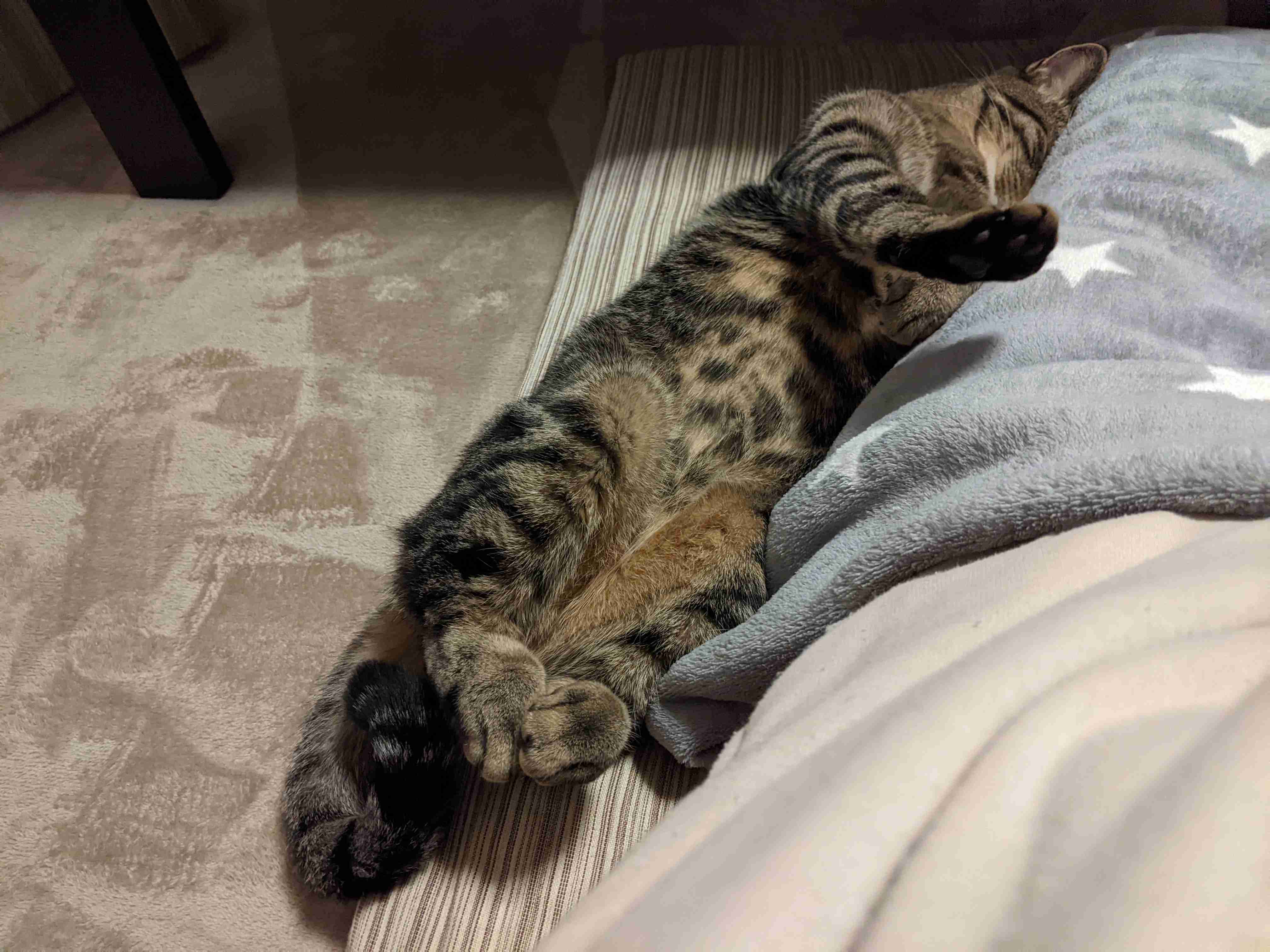 がるちゃん猫カフェ92号店開店しました♫(初めての方も大歓迎♫）