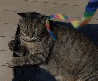 がるちゃん猫カフェ92号店開店しました♫(初めての方も大歓迎♫）