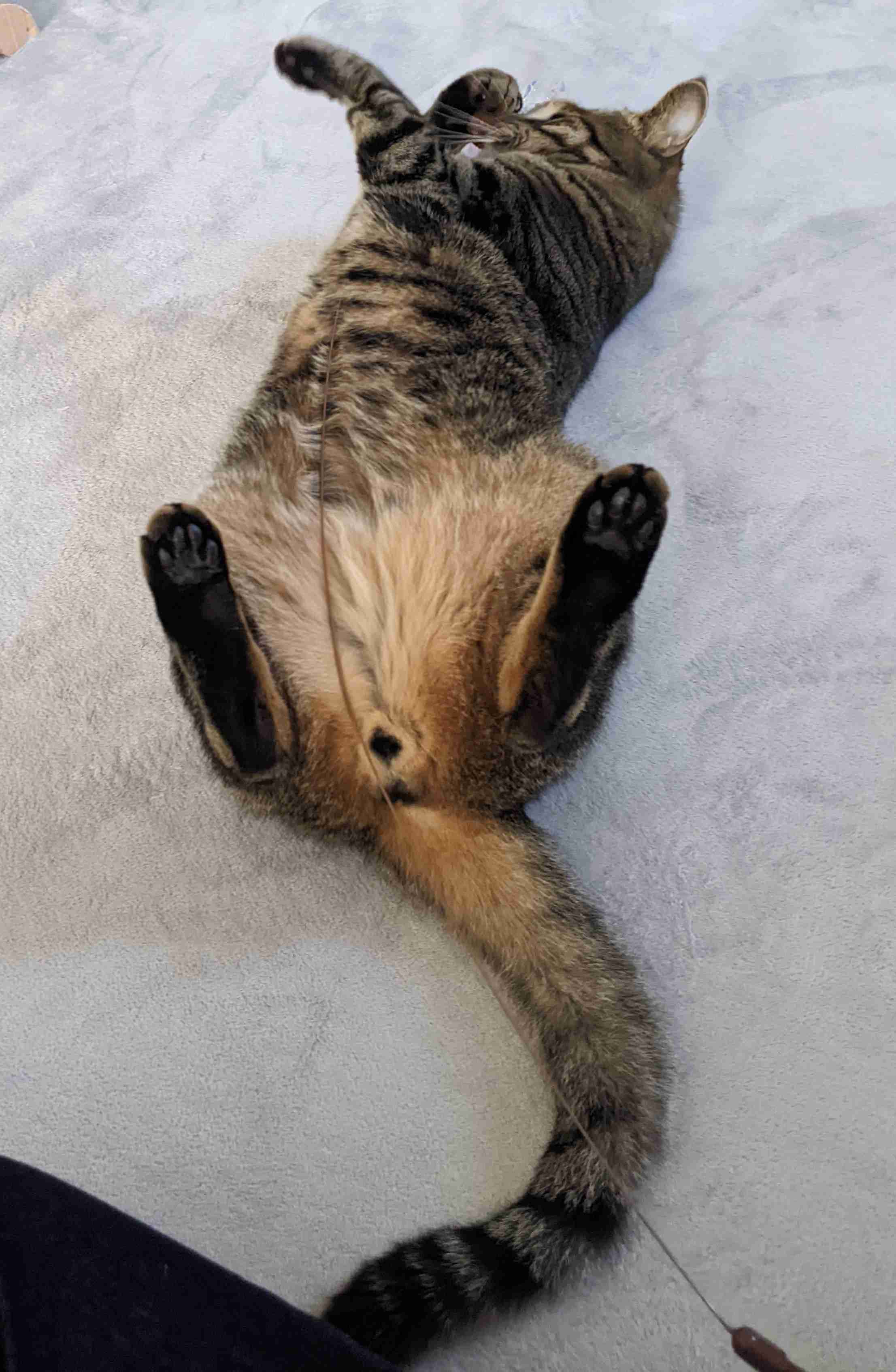 がるちゃん猫カフェ92号店開店しました♫(初めての方も大歓迎♫）