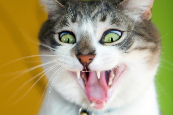 がるちゃん猫カフェ92号店開店しました♫(初めての方も大歓迎♫）