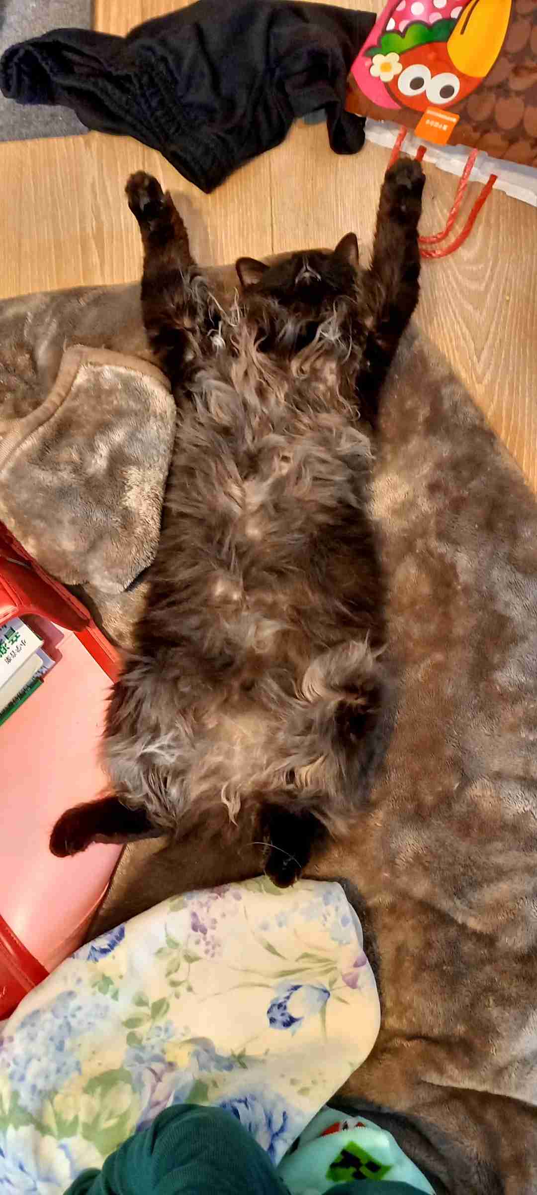 がるちゃん猫カフェ92号店開店しました♫(初めての方も大歓迎♫）