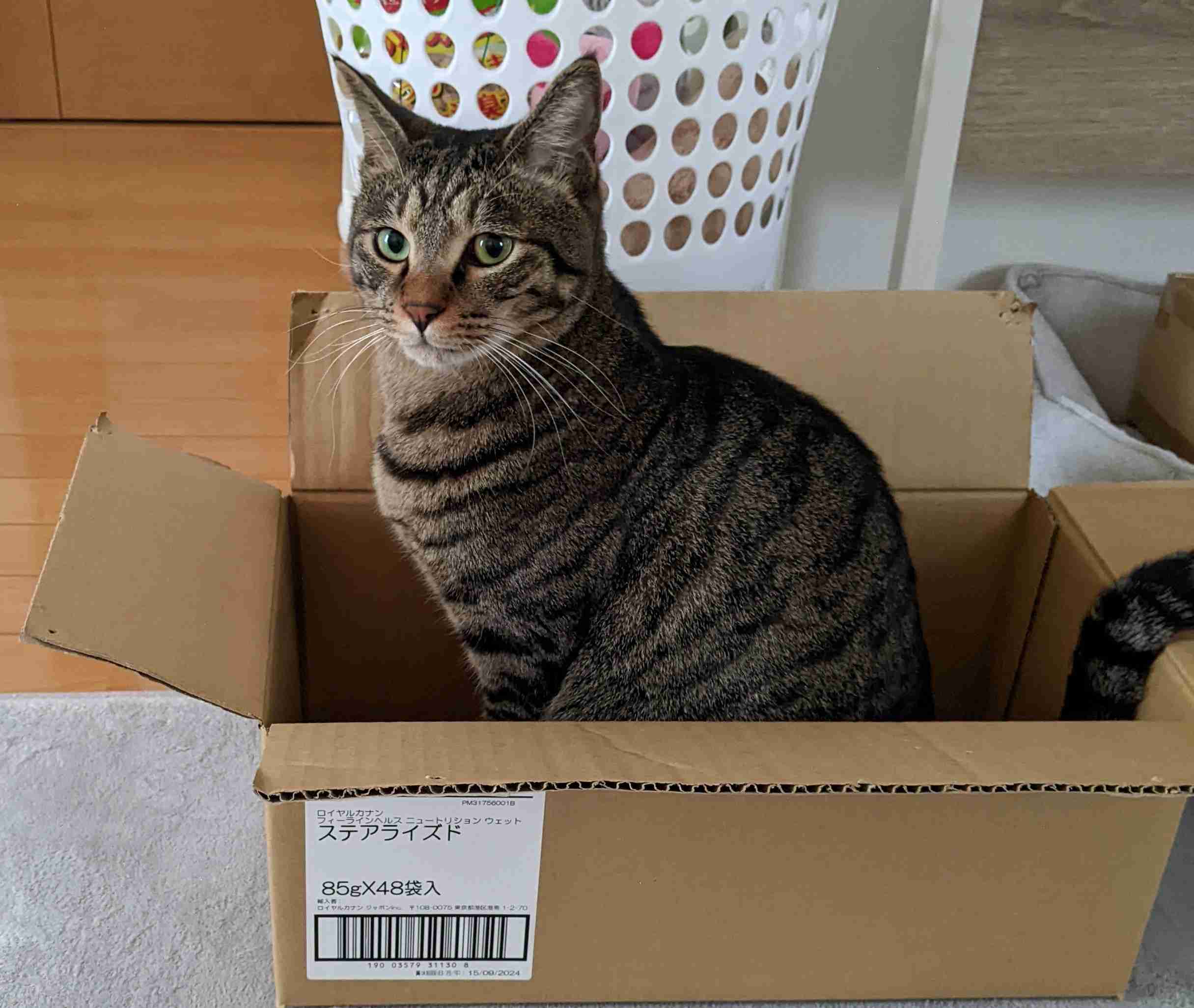 がるちゃん猫カフェ92号店開店しました♫(初めての方も大歓迎♫）