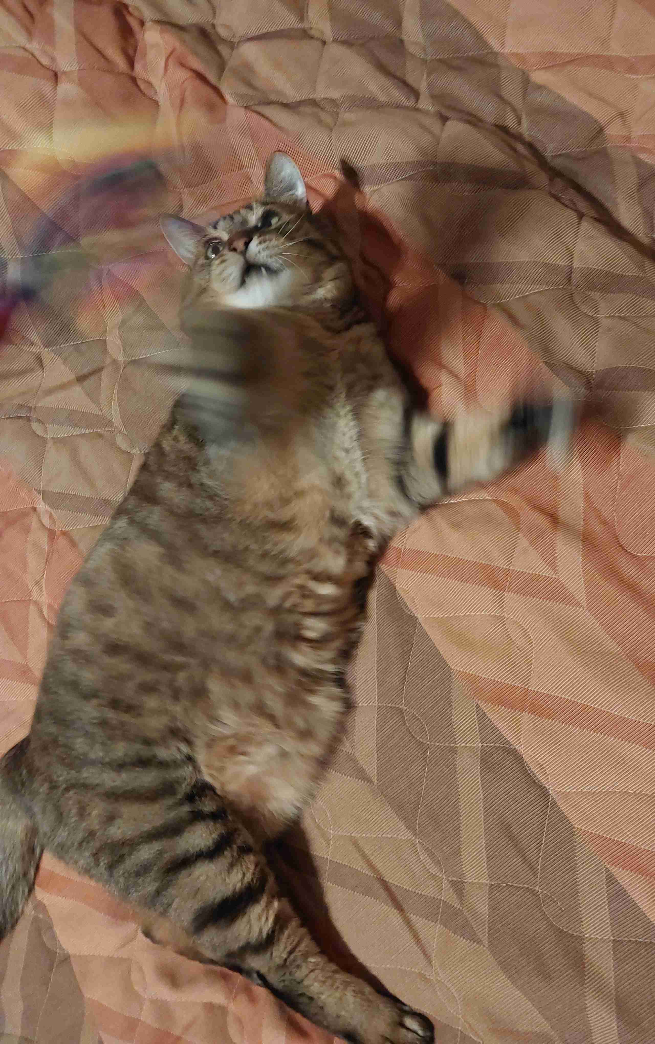 がるちゃん猫カフェ92号店開店しました♫(初めての方も大歓迎♫）