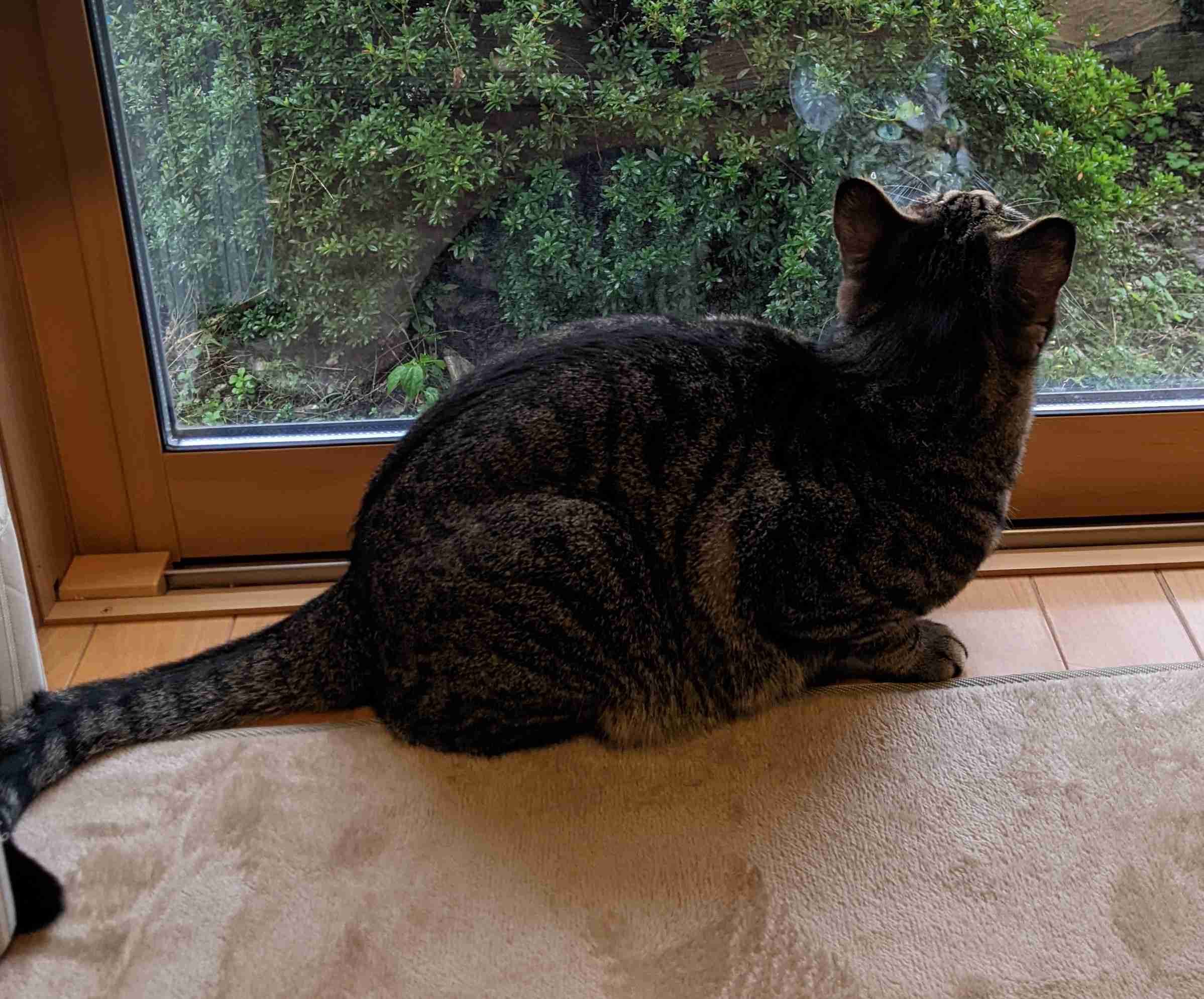 がるちゃん猫カフェ92号店開店しました♫(初めての方も大歓迎♫）