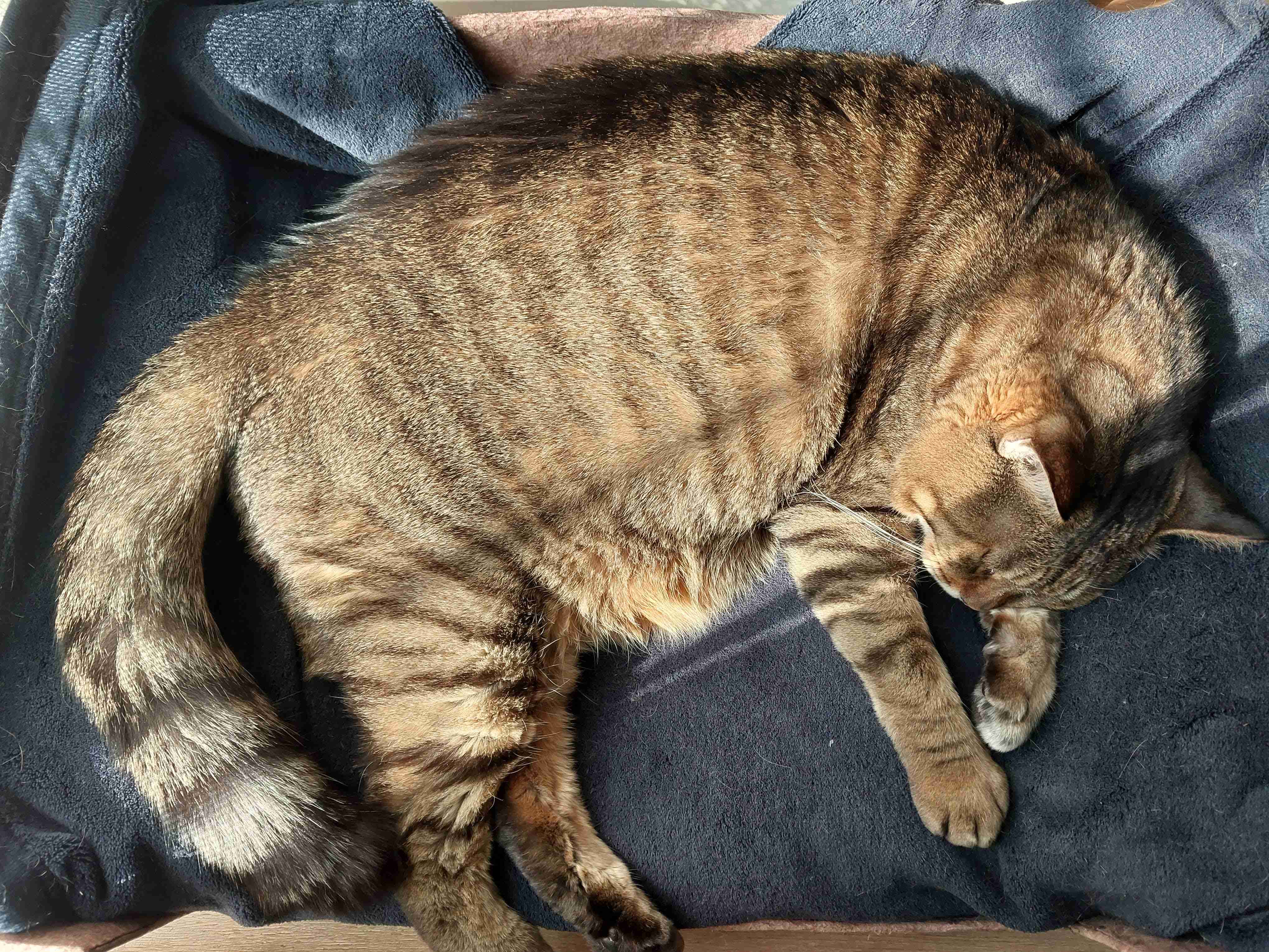 がるちゃん猫カフェ92号店開店しました♫(初めての方も大歓迎♫）