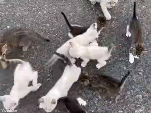 がるちゃん猫カフェ92号店開店しました♫(初めての方も大歓迎♫）