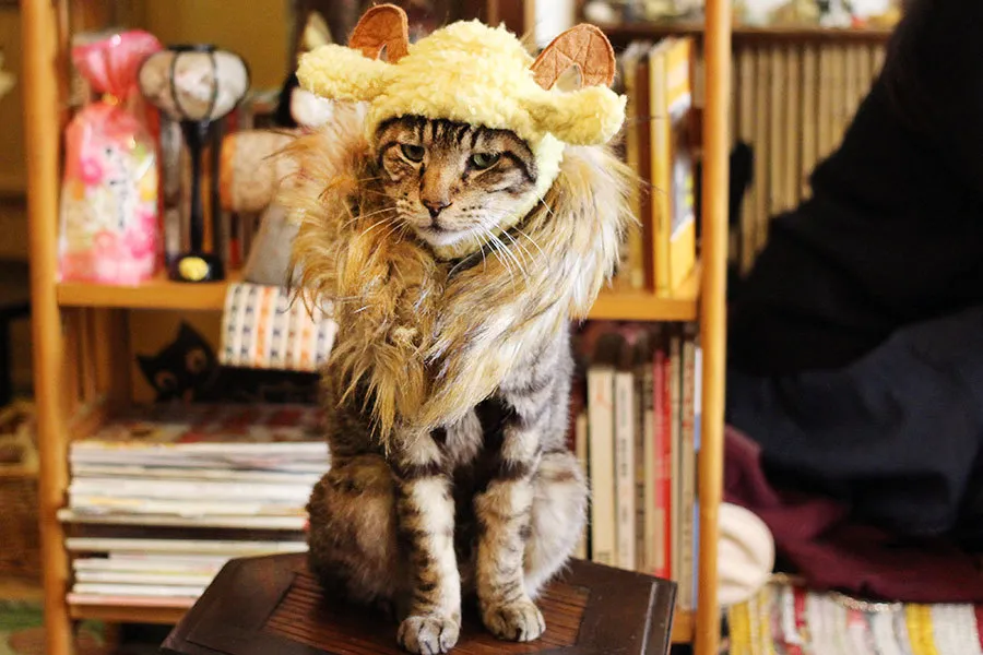 がるちゃん猫カフェ92号店開店しました♫(初めての方も大歓迎♫）