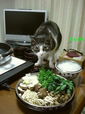 がるちゃん猫カフェ92号店開店しました♫(初めての方も大歓迎♫）