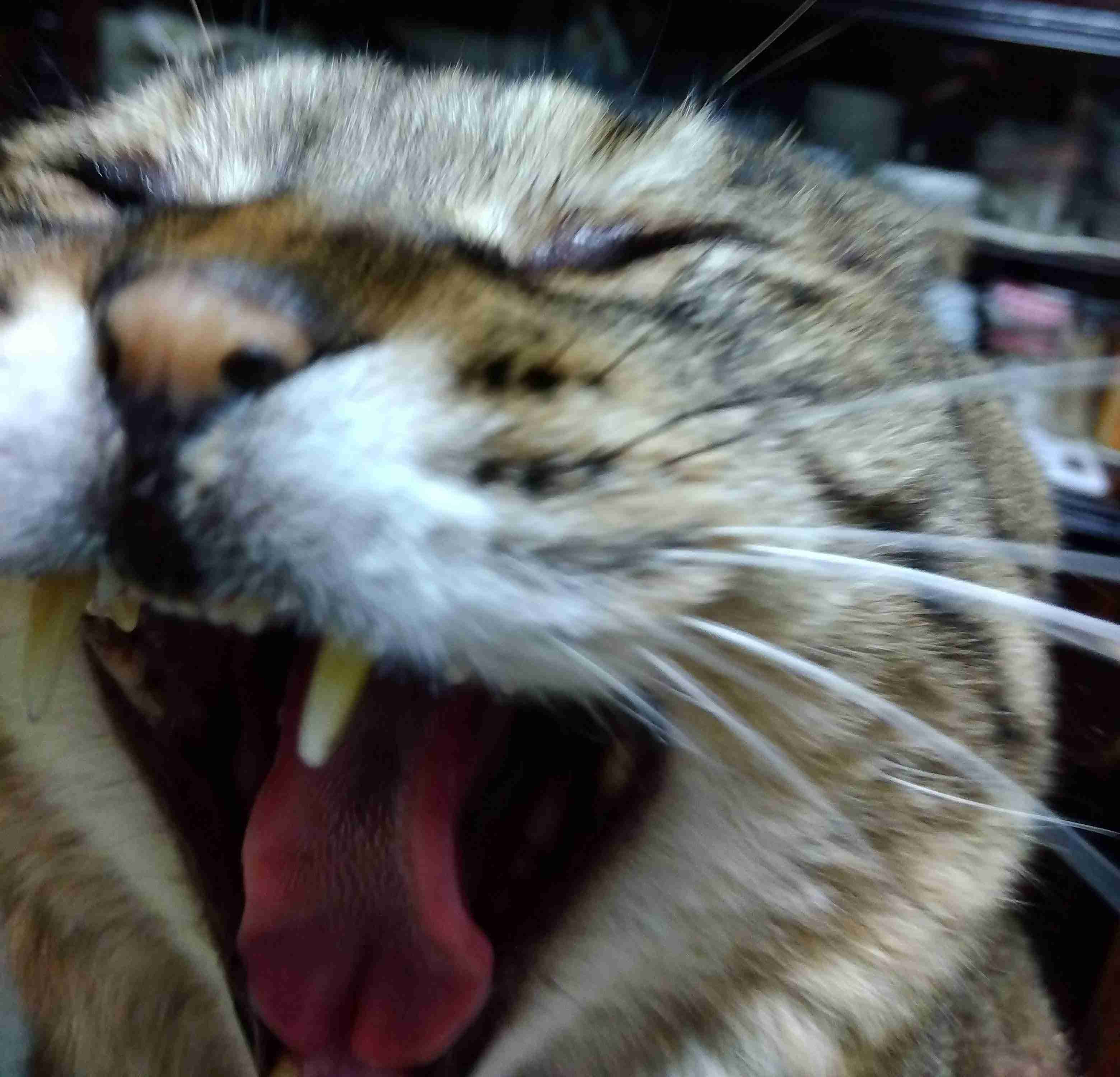 がるちゃん猫カフェ92号店開店しました♫(初めての方も大歓迎♫）