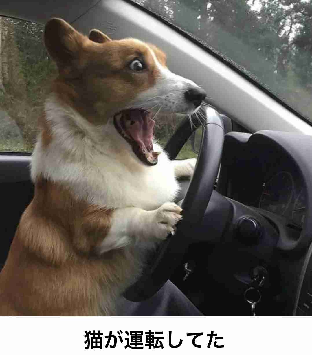 がるちゃん猫カフェ92号店開店しました♫(初めての方も大歓迎♫）