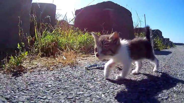 がるちゃん猫カフェ92号店開店しました♫(初めての方も大歓迎♫）