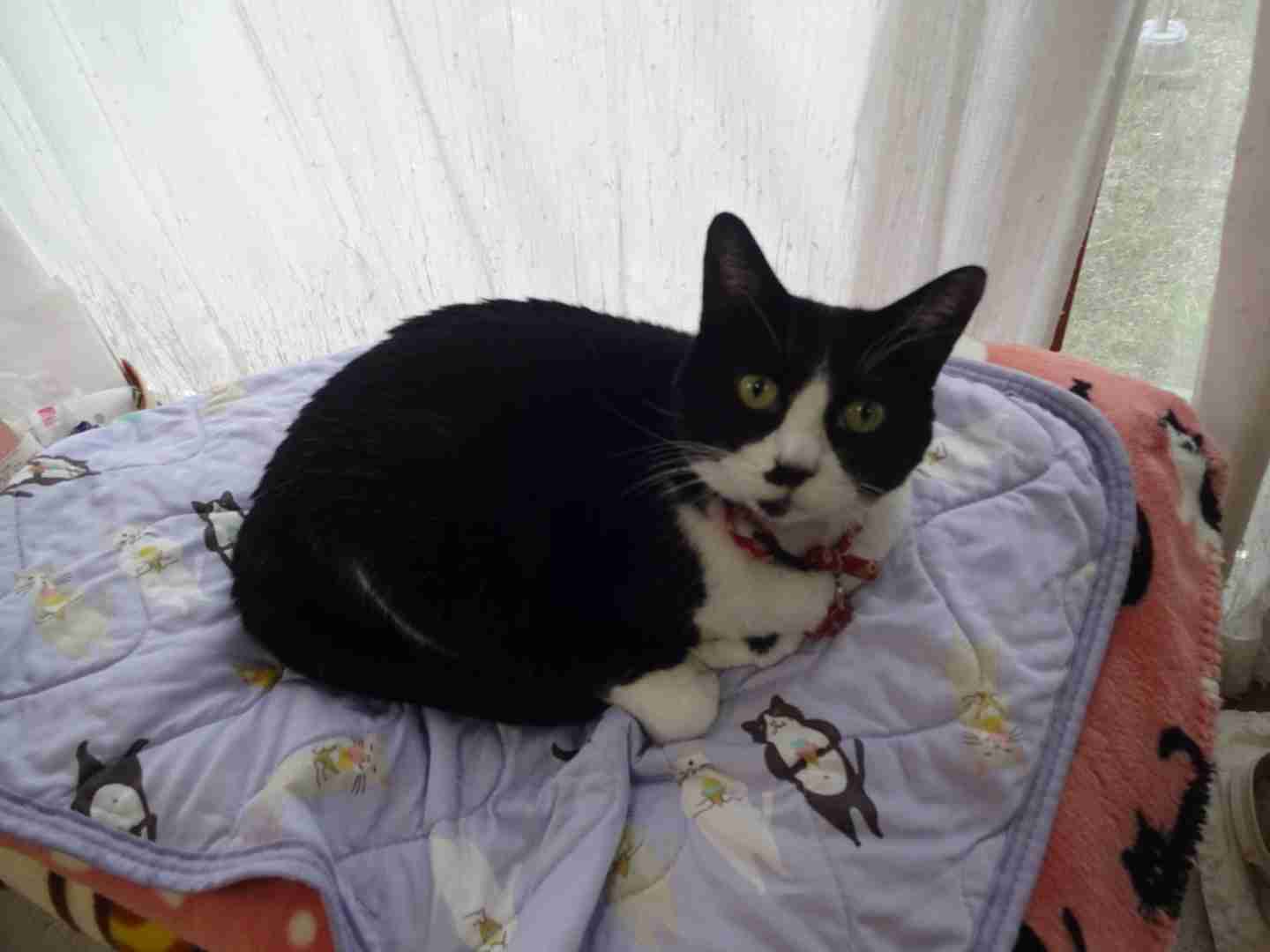 がるちゃん猫カフェ92号店開店しました♫(初めての方も大歓迎♫）