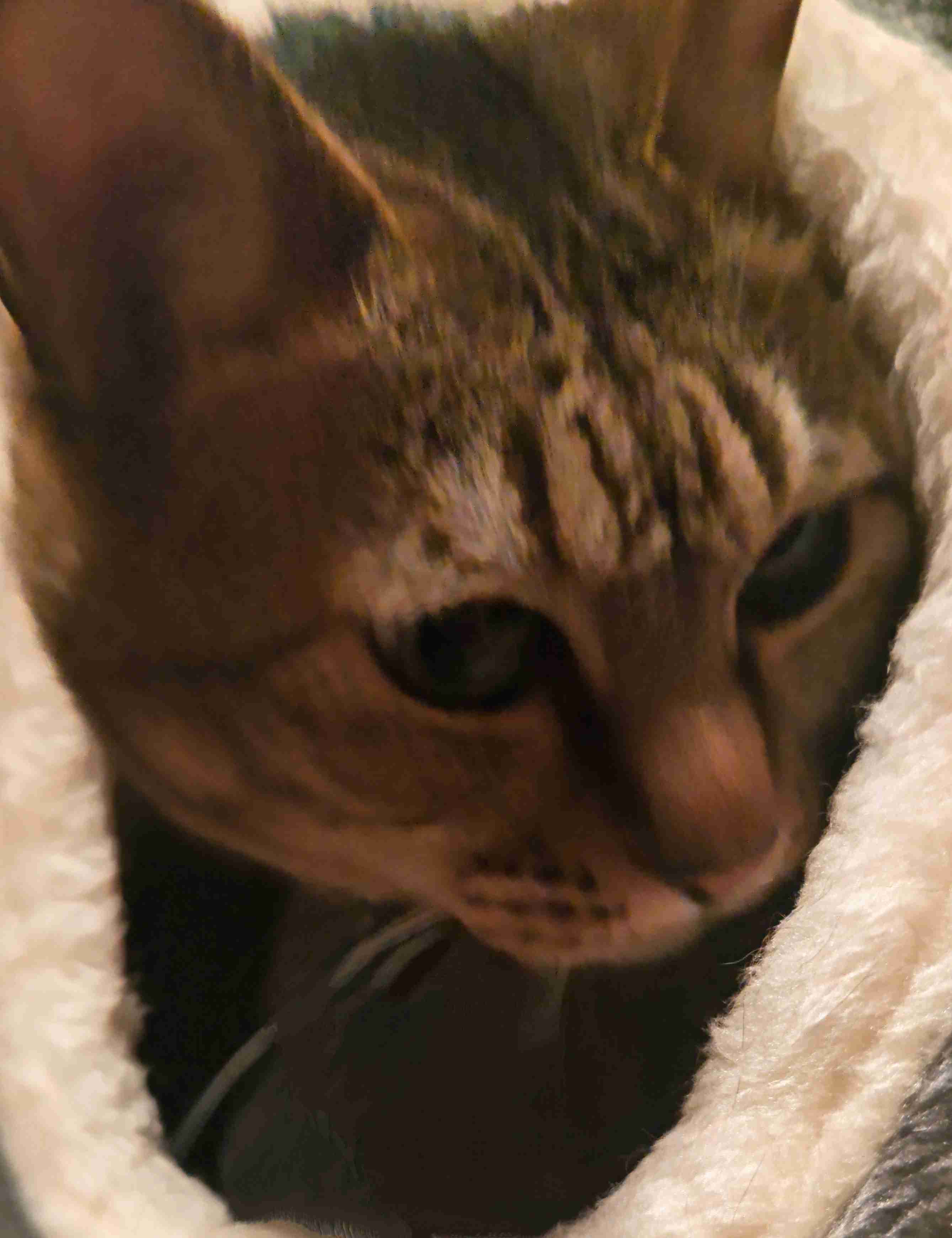 がるちゃん猫カフェ92号店開店しました♫(初めての方も大歓迎♫）