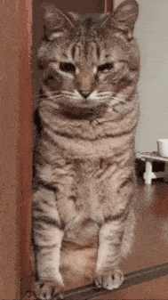 がるちゃん猫カフェ92号店開店しました♫(初めての方も大歓迎♫）