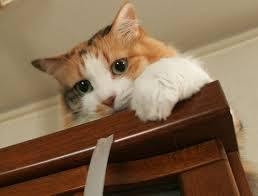 がるちゃん猫カフェ92号店開店しました♫(初めての方も大歓迎♫）