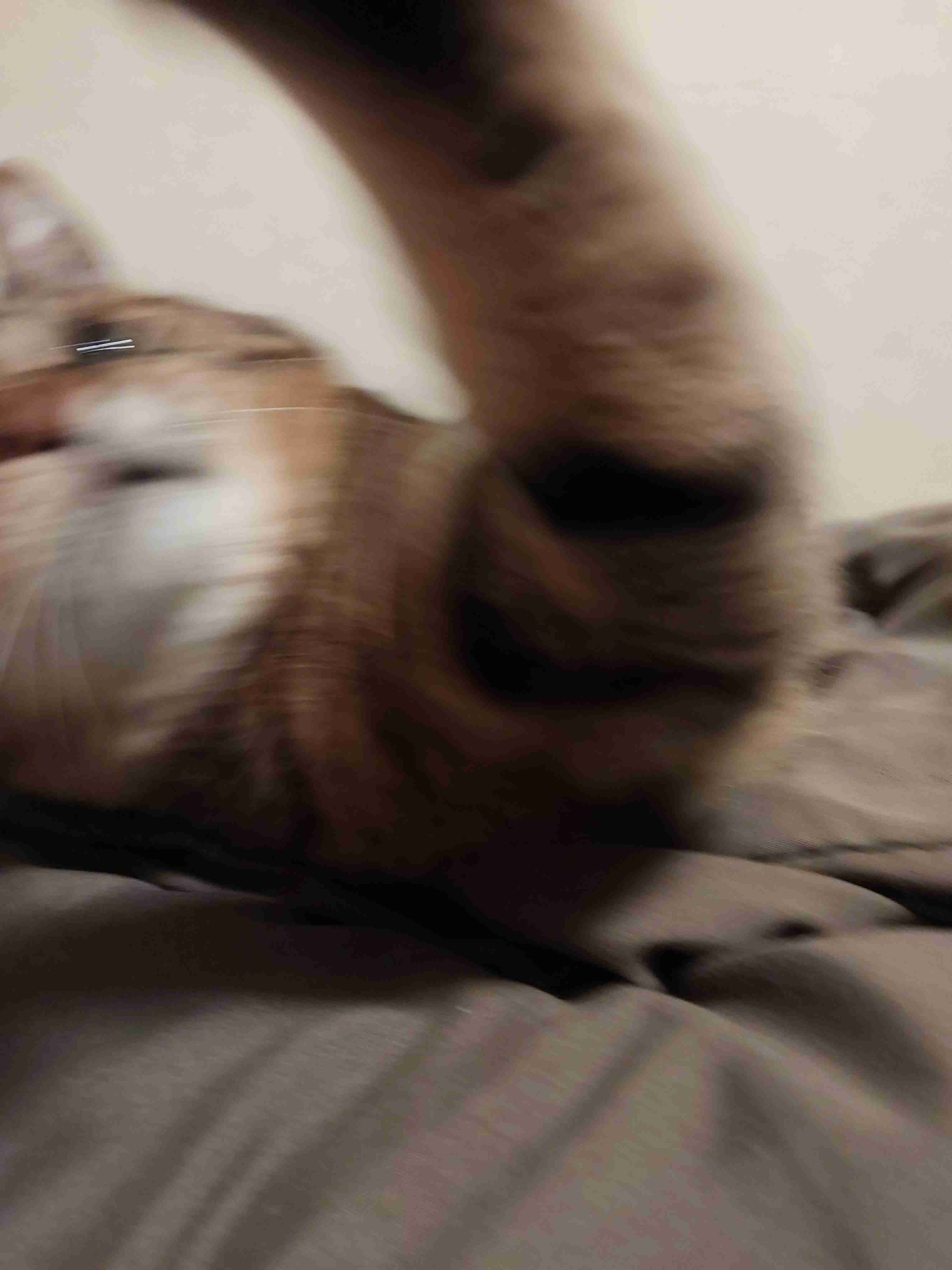 がるちゃん猫カフェ92号店開店しました♫(初めての方も大歓迎♫）