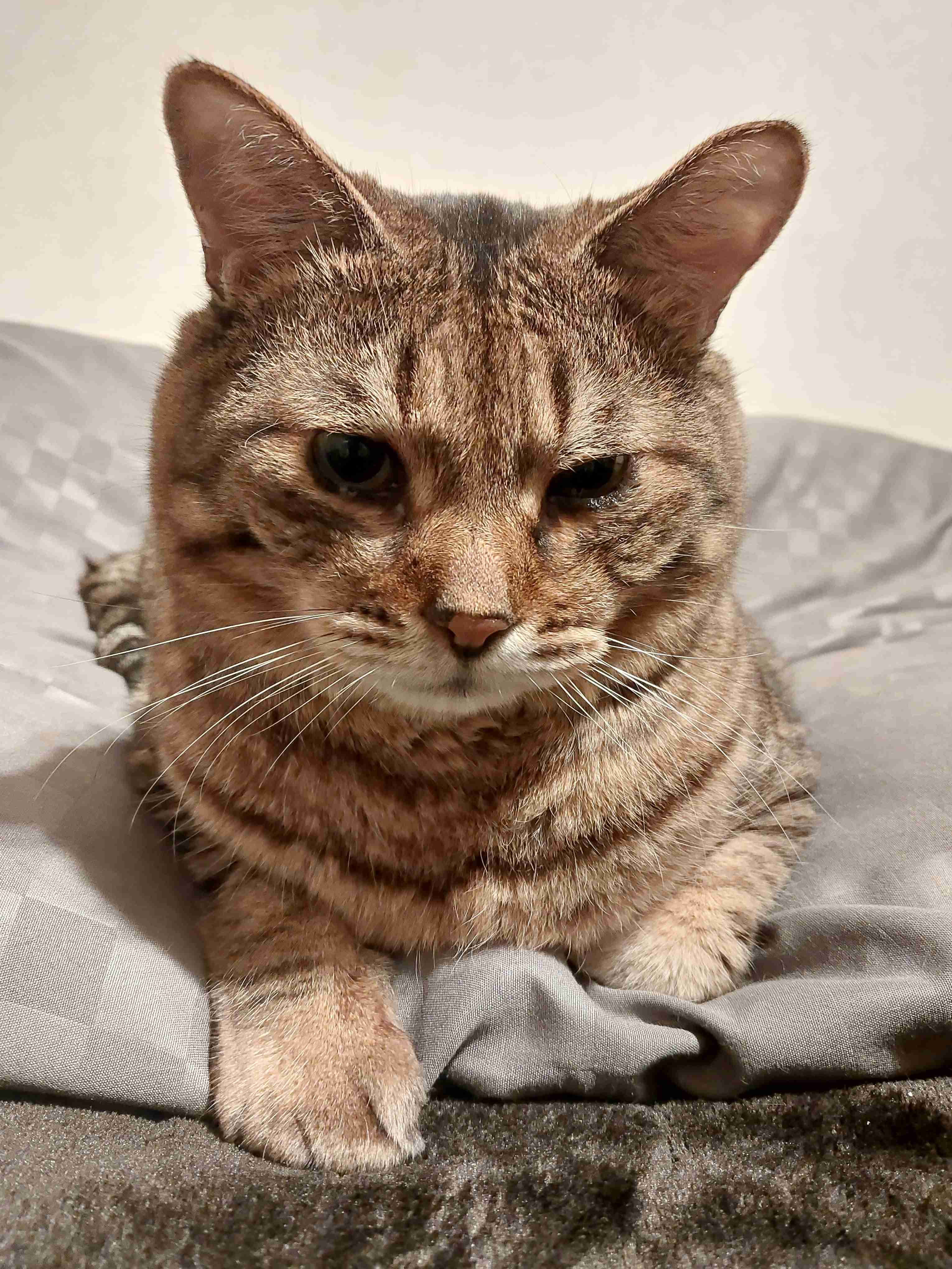 がるちゃん猫カフェ92号店開店しました♫(初めての方も大歓迎♫）