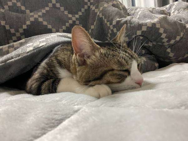 がるちゃん猫カフェ92号店開店しました♫(初めての方も大歓迎♫）