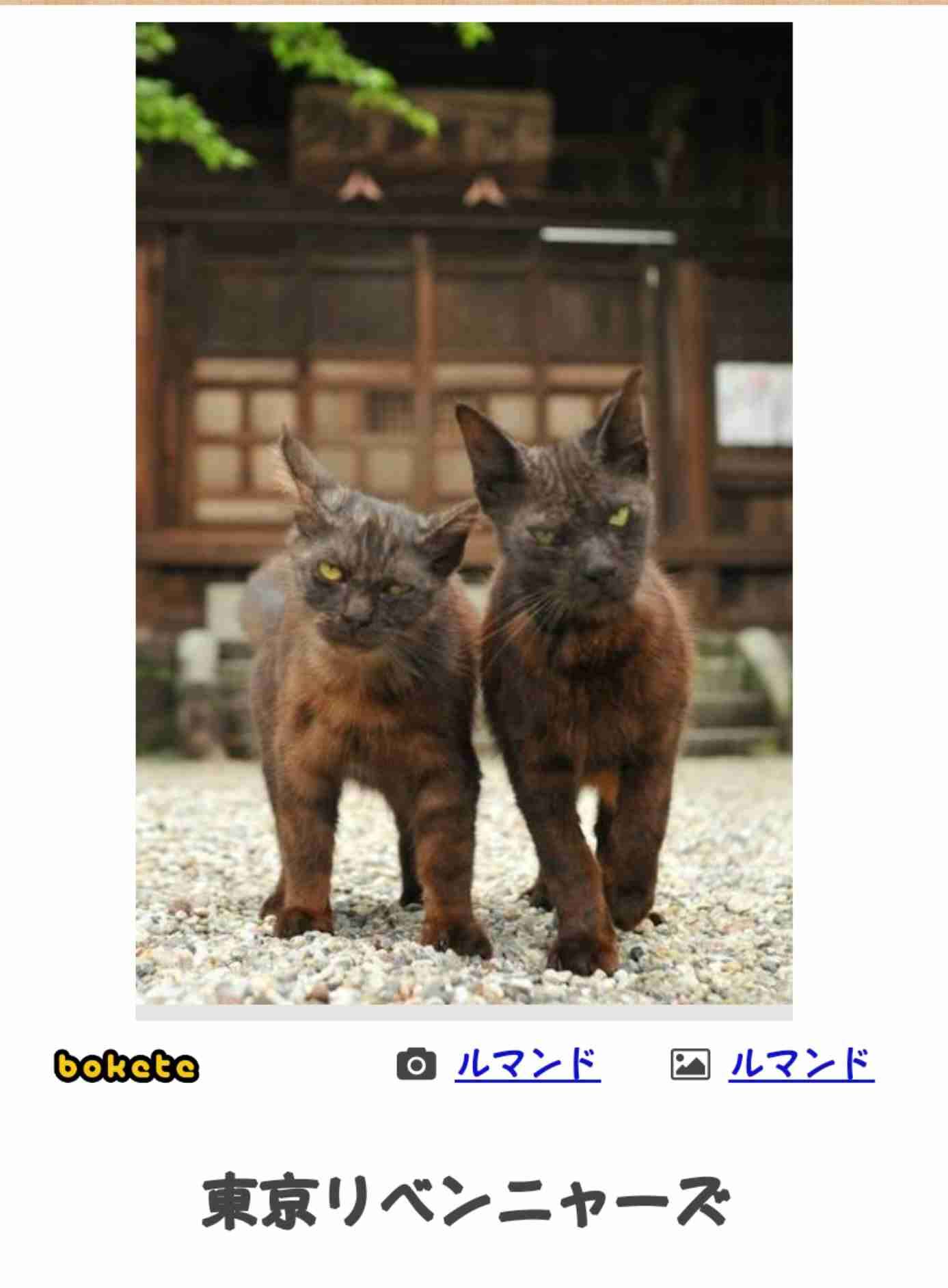 がるちゃん猫カフェ92号店開店しました♫(初めての方も大歓迎♫）